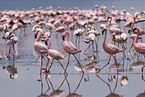 colonyof lesser flamingos